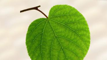 agenda imagen de una hoja de parra