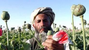 imagen del opio afgano en pleno cultivo