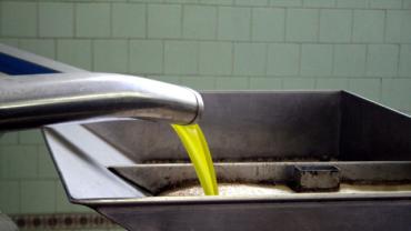 imagen de la producción de aceite en almazara