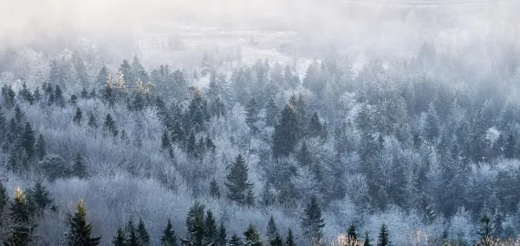 Sed eget orci ultricies nulla finibus malesuada