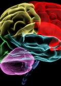 curso imagen alusiva al cerebro humano